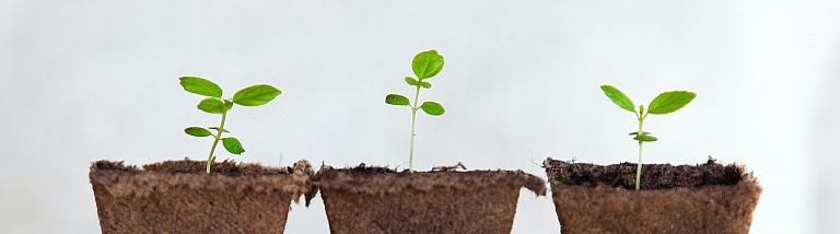 picture of three small plants