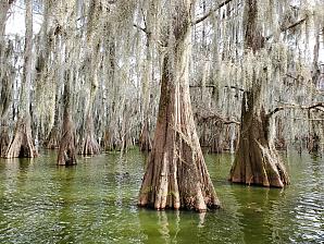 Louisiana bayou