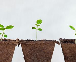 picture of three small plants