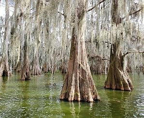 Louisiana bayou