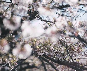 Vignettes Hero Image